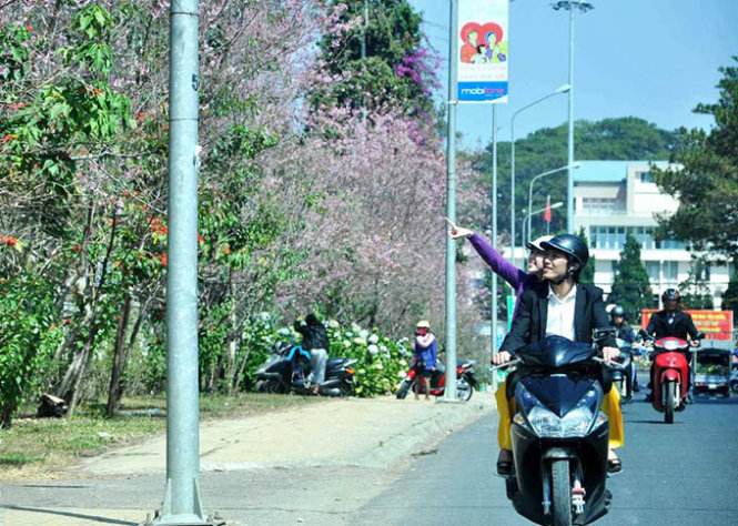 Đà[-]Lạt:[-]Mai[-]anh[-]đào[-]rợp[-]trời[-]xuân,[-]hớp[-]hồn[-]du[-]khách